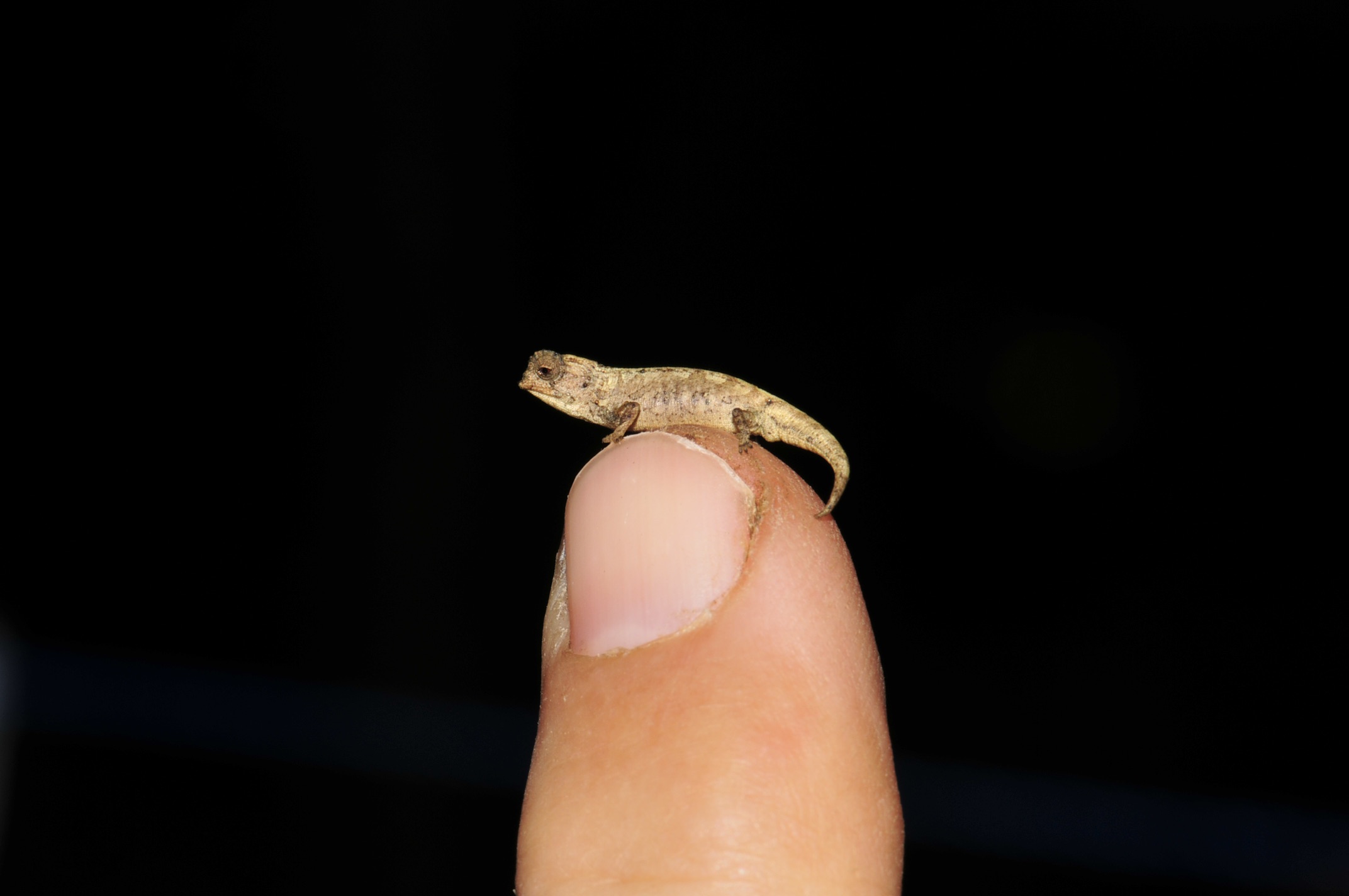 Brookesia_nana_male_photo_Frank_Glaw-_MAD2814