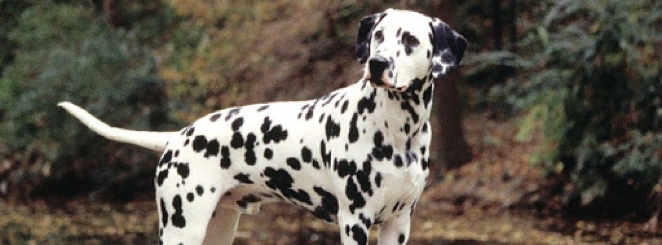 Top 10 des plus beaux chiens du monde