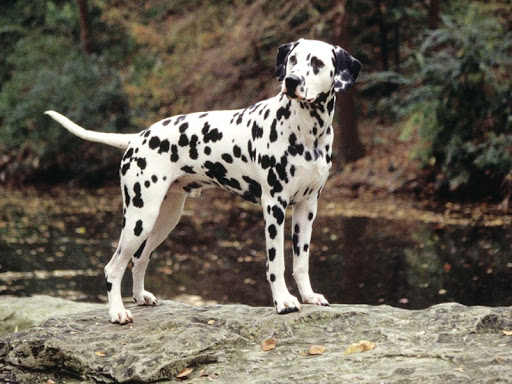 Le dalmatien est le plus beau chien du monde selon la science