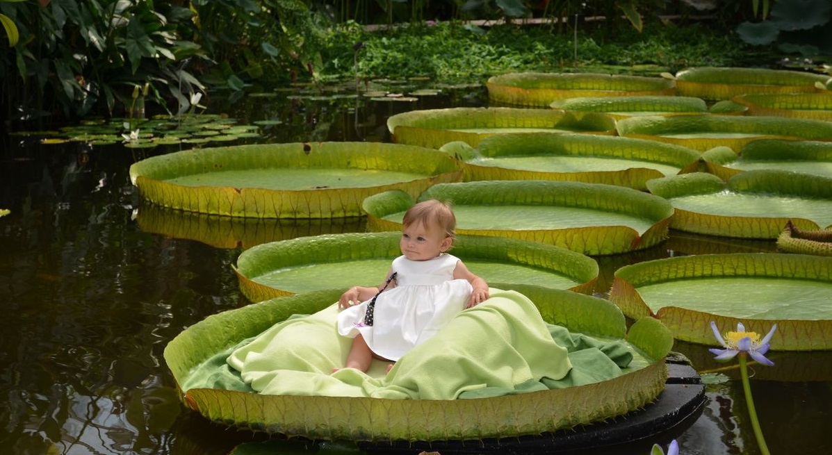 Jardin Botanique De Meise Des Seances Photos Pour Bebes Sur Des Nenuphars Geants Photos Radio Contact Radio Contact