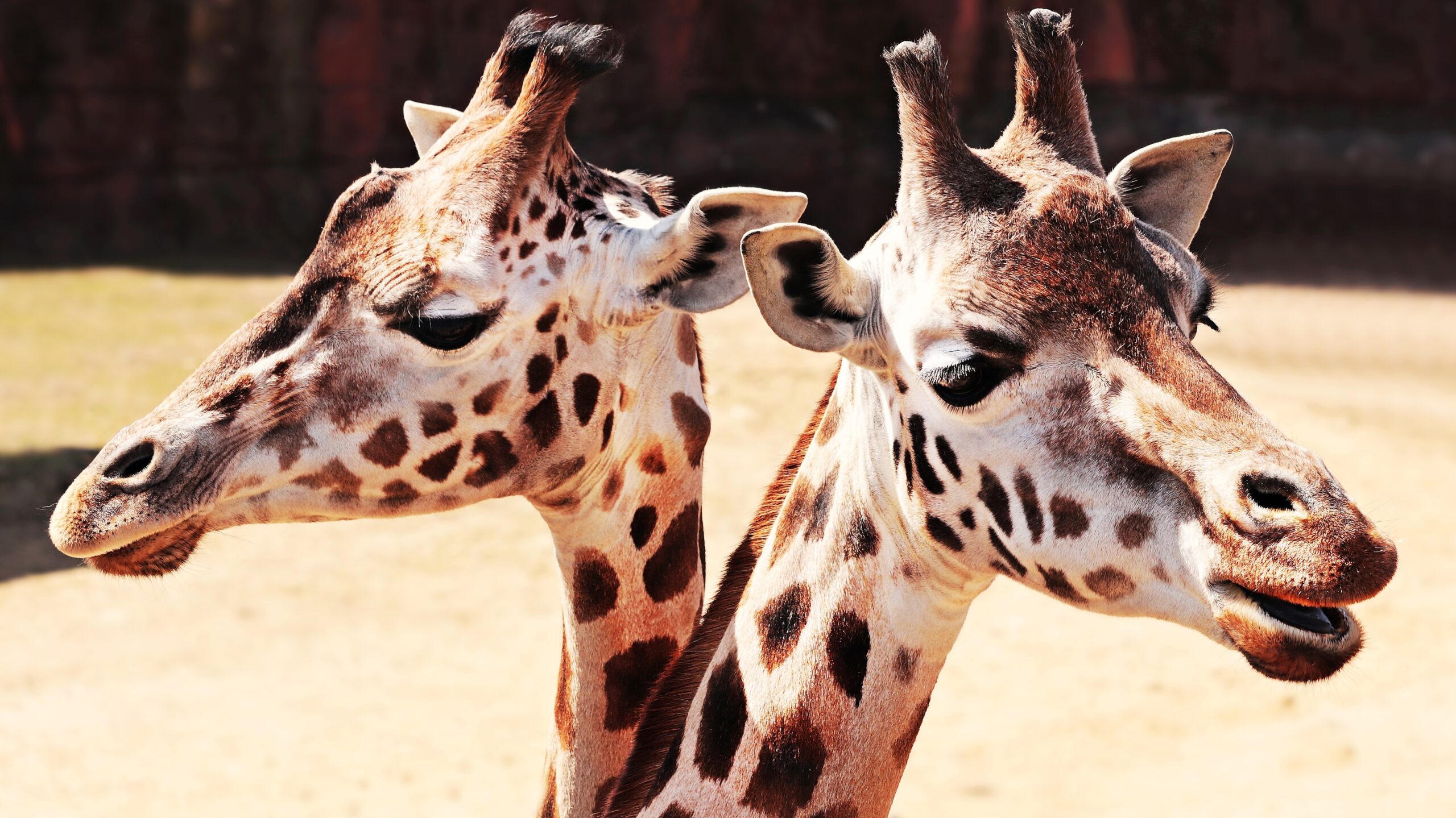 Twin-giraffes-scaled