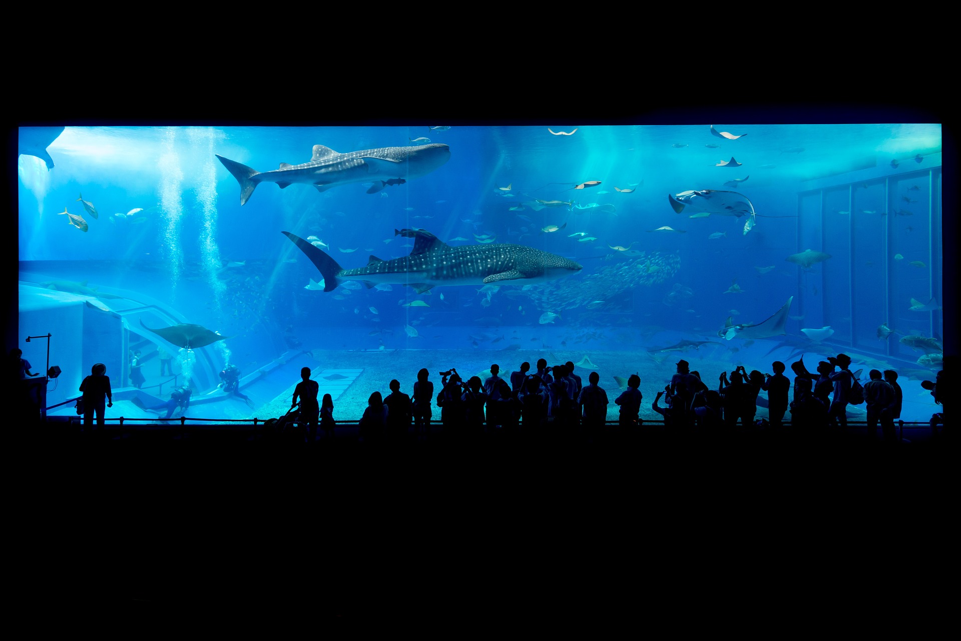 aquarium-gaac8a15f8_1920