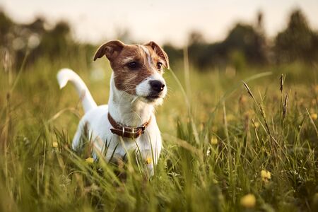 150419183-portrait-de-chien-jack-russell-terrier-à-l-extérieur-le-soir