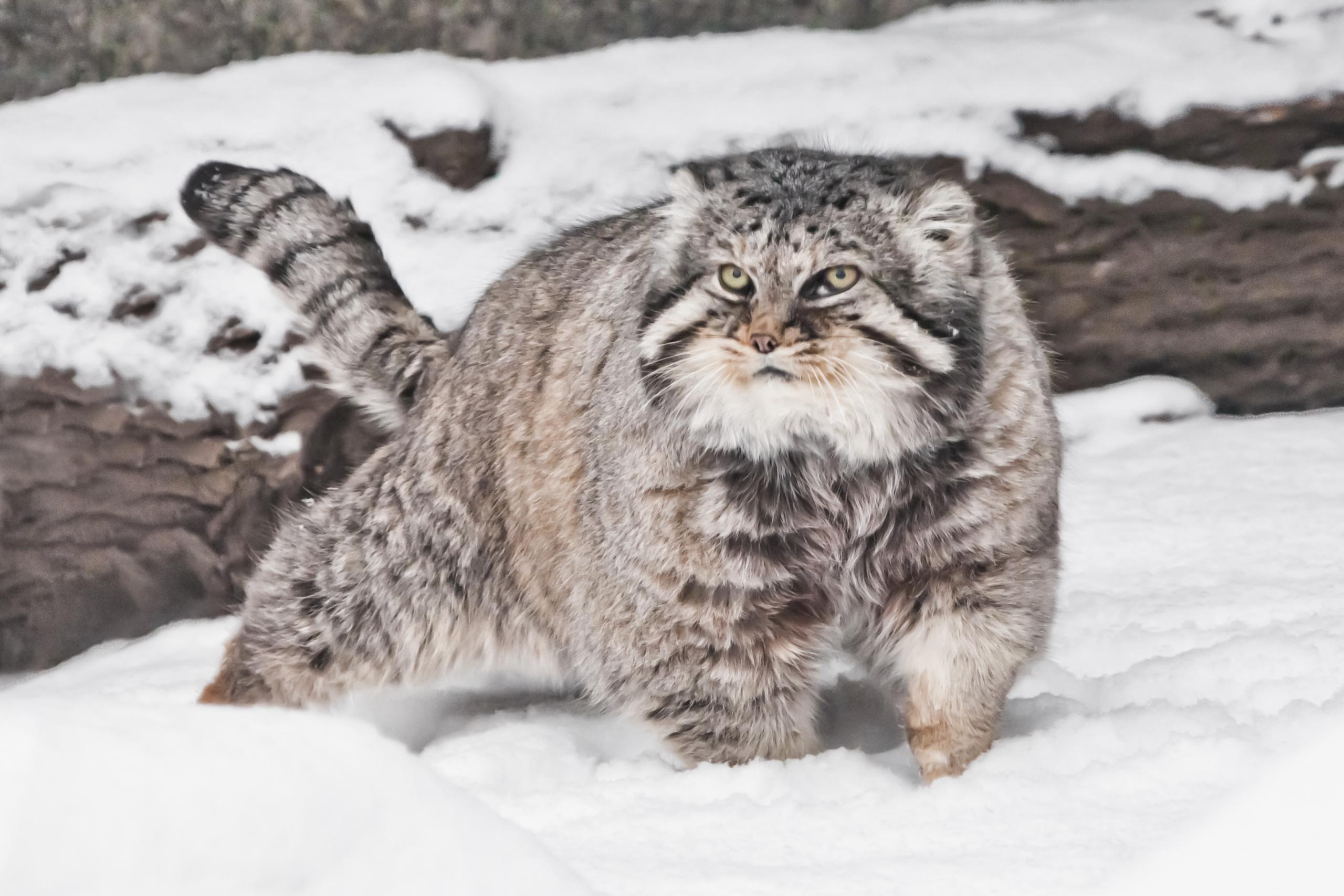 Proudly paces against the background of a log. brutal fluffy wil