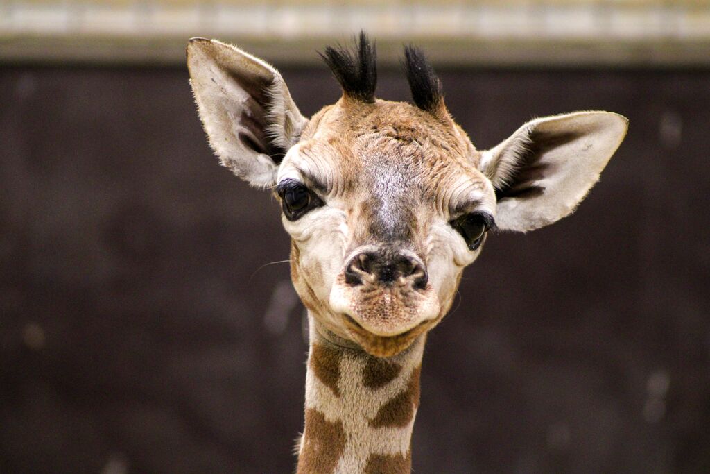 girafon