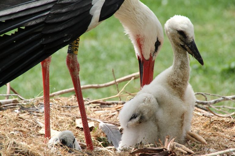 cigogne