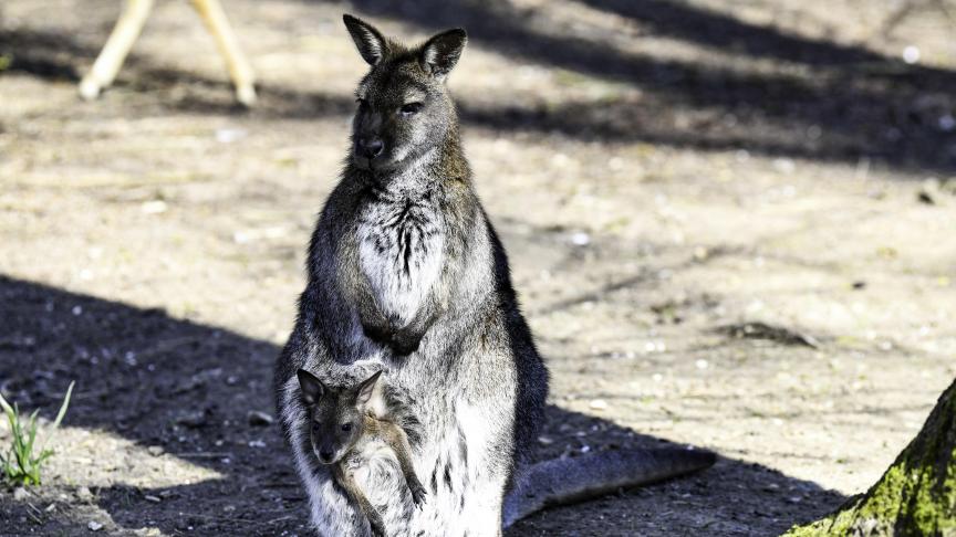 wallaby