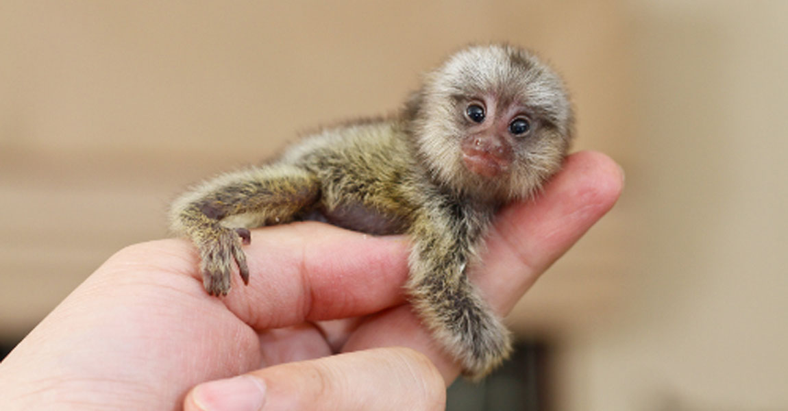 marmoset04