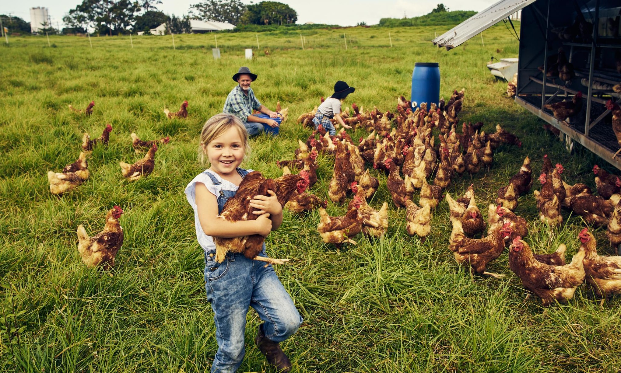 poules