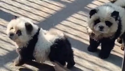 pandas