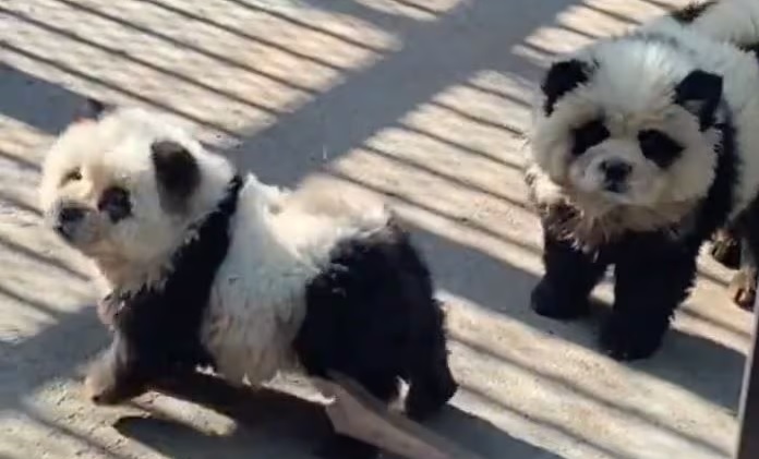 pandas