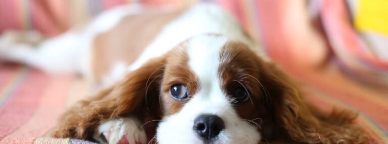 Chiot-cavalier-king-charles-768×355